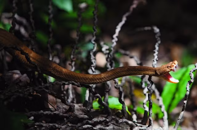 Sở dĩ hòn đảo này có biệt danh như vậy là vì sự nguy hiểm chết người của những loại rắn độc trú ngụ.