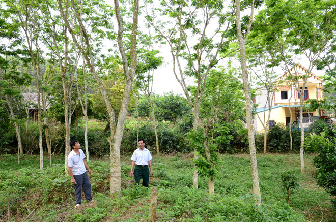 Giau nhat vung vi “chon kho bau” trong vuon cach day 15 nam