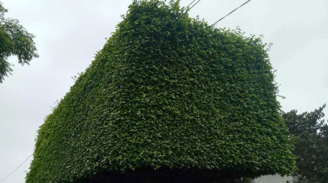 Chiều cao tán 5,4 mét và chiều rộng 3 mét.