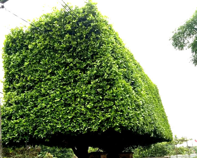 Cũng theo chủ nhân của chiếc cổng song duối cổ này, trước đây duối được trồng xung quanh nhà để làm tường rào. Tuy nhiên, sau này khi sửa lại nhà anh đã chặt bỏ, chỉ giữ lại hai cây để làm cổng.