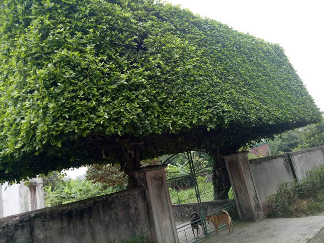 “Đã có người trả giá 650 triệu đồng cho hai gốc duối này, tuy nhiên tôi chưa đồng ý. Nếu được 700 triệu, có lẽ tôi sẽ bán. Công việc cũng bận quá nên không có thời gian chăm sóc và cắt tỉa” - anh Thắng chia sẻ.