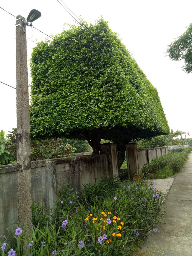 Anh Thắng cho biết, hai cây duối này có từ thời ông bà nội của anh.