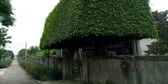 Chiếc cổng duối cổ có chiều dài tán là 7 mét rợp một bóng xanh mát.