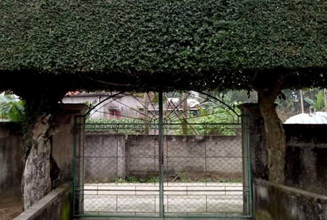 Hai gốc duối cổ thay cho hai trụ cột của chiếc cổng.