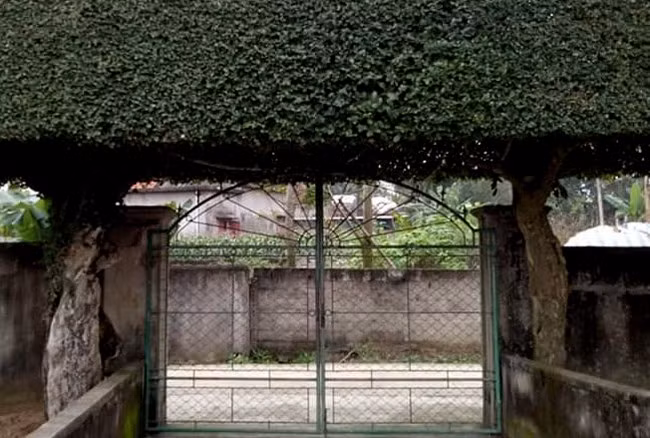 Hai gốc duối cổ thay cho hai trụ cột của chiếc cổng.