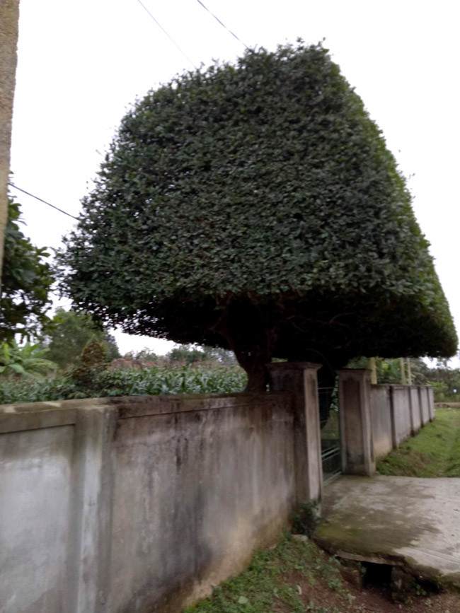 “Không biết tuổi đời chính xác của hai cây duối, tuy nhiên áng chừng phải trên 100 năm” - anh Thắng cho biết.