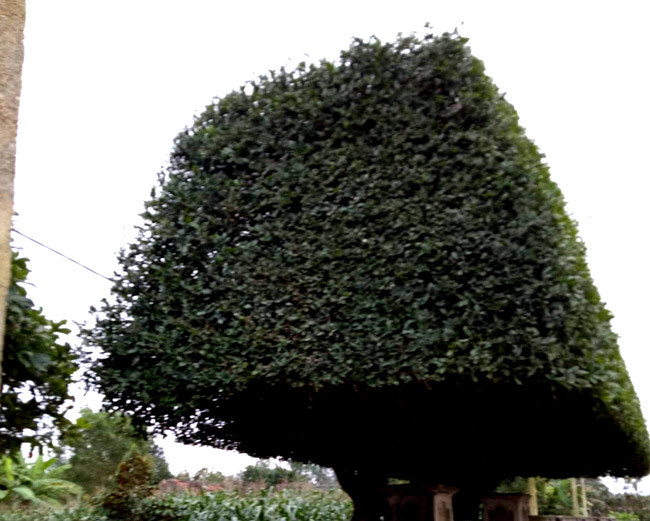 “Cứ vài tháng lại phải cắt tỉa cành, lá một lần. Mỗi lần cắt tỉa cũng mất khá nhiều thời gian” - anh Thắng cho hay.