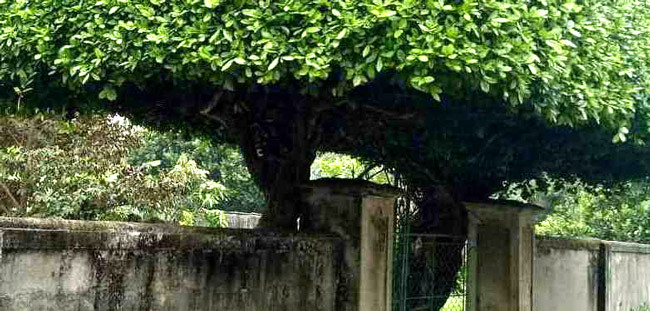 Phần thân với những cành được thiết kế như đỡ lấy cả một “mái nhà” phía trên.