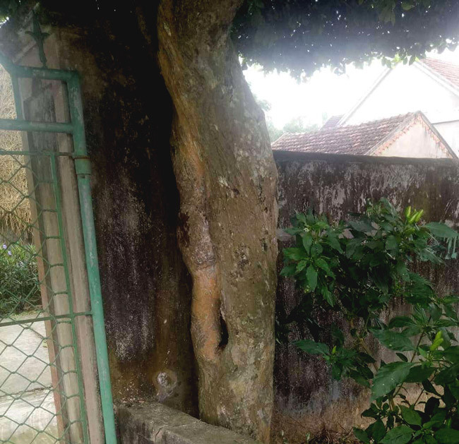 Gốc duối cổ sần sùi, có nhiều vết u sần.