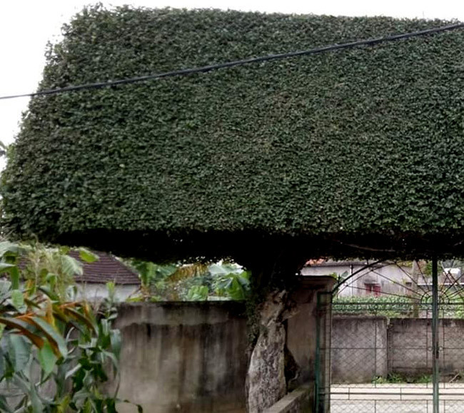 Một phần của chiếc cổng duối cổ thụ.