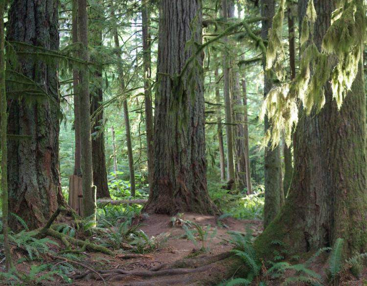 Tuy nhiên, người ta không chặt hạ cây mà để nó đứng nguyên trên mặt đất.