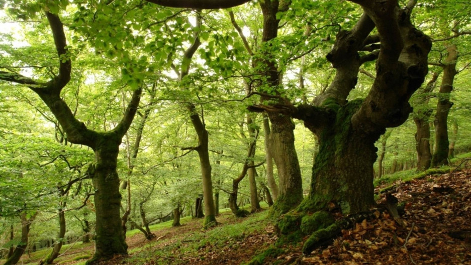 Theo quan niệm của người Caviteño, việc sống bên cạnh cái cây những ngày cuối đời rồi được chôn cất trong thân cây vô cùng ý nghĩa.