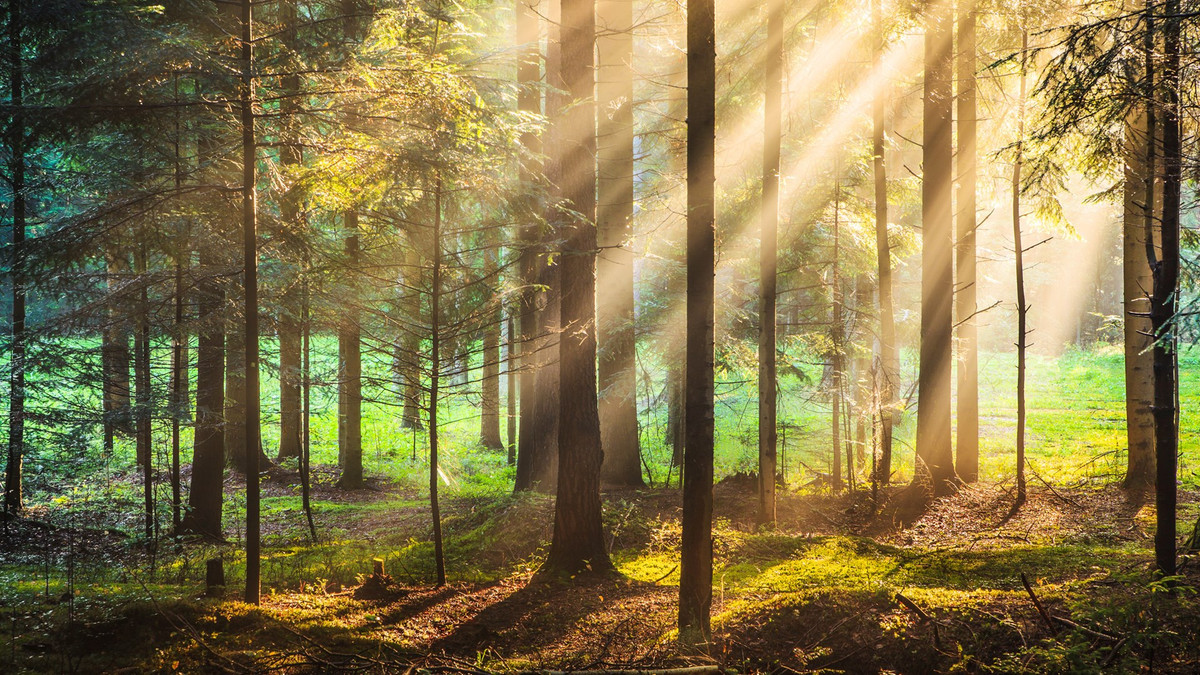 Theo đó, thân cây sẽ được đục rỗng để có thể đặt thi hài người quá cố vào bên trong.