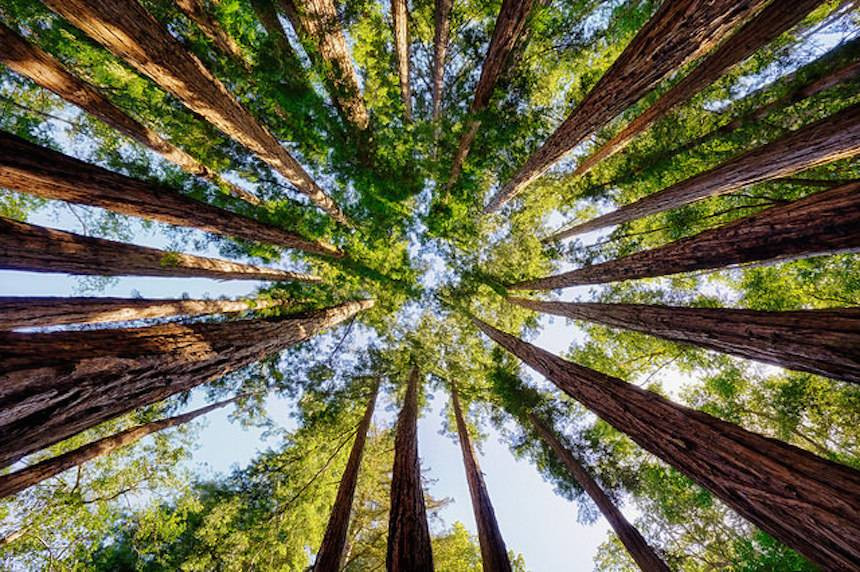 Việc mai táng trong thân cây khiến người chết trở thành một phần của cái cây mang sự sống và được trở về với thiên nhiên.