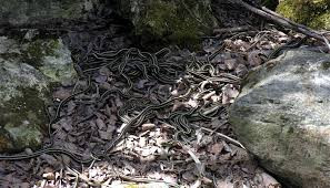 Theo ước tính, hơn 250.000 con rắn sọc đỏ tập trung ở động rắn Narcisse tham gia vào mùa giao phối mỗi năm. Hơn 50 con rắn đực giao phối với một con rắn cái.