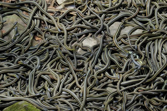 Giới chức trách đã xây dựng một số đài quan sát gần động rắn Narcisse để du khách có thể chiêm ngưỡng cảnh tượng đặc biệt này.