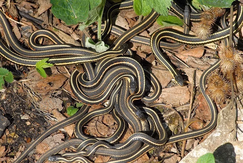 Vào mùa xuân, những con rắn lại xuất hiện để giao phối trước khi di chuyển đến các khu rừng cách đó hơn 20 km.