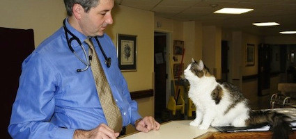 Theo ước tính, mèo Oscar đã "tiên đoán" chính xác cái chết của khoảng 100 bệnh nhân.