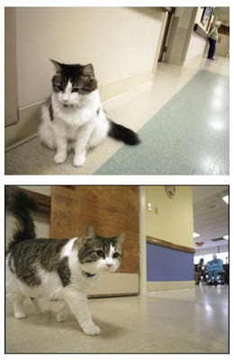 Không chỉ biết dự đoán cái chết, mèo Oscar còn giúp những bệnh nhân cô đơn cảm thấy thoải mái và vui vẻ hơn.