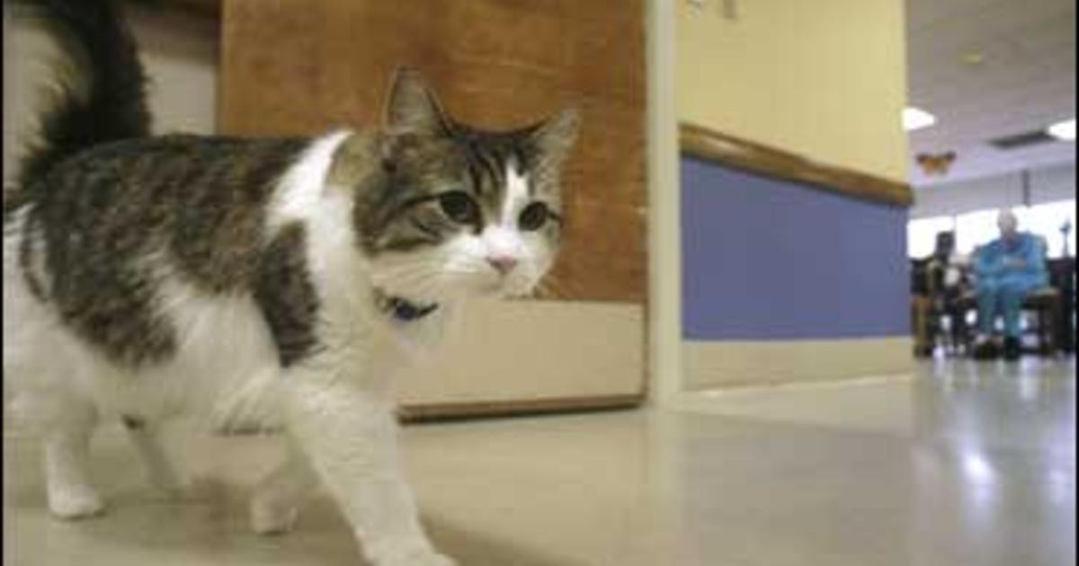 Theo Tiến sĩ David Dosa, mèo Oscar có thể có phản ứng với một loại pheromone hoặc một mùi hương nào đó của bệnh nhân để từ đó đưa ra dự đoán chính xác về cái chết.