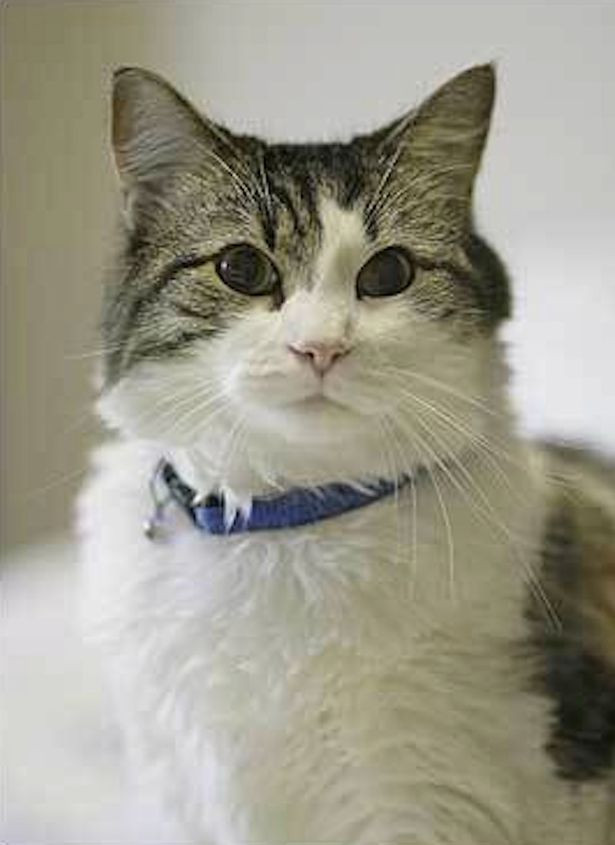 Ngay từ khi còn nhỏ, Oscar đã sống ở nơi này nên vô cùng thân thuộc với các y bác sĩ, nhân viên y tế cũng như các bệnh nhân. Nó cũng thuộc mọi ngõ ngách của trung tâm.