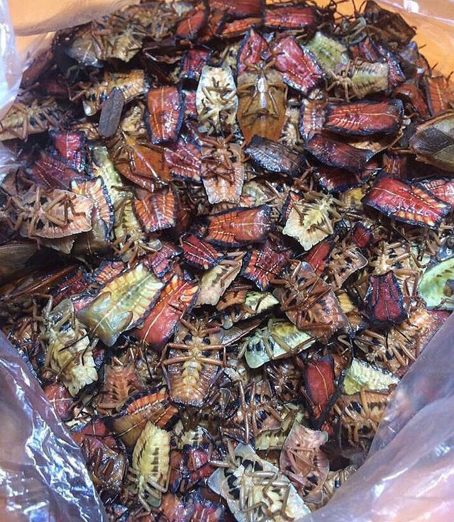 Bo xit non mui hoi dang so: Dat hon bo My, rang an ca can