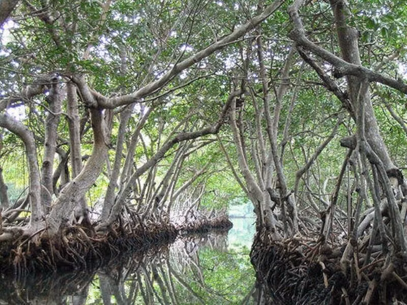 Chính vì vậy, giới chức trách cũng như các chuyên gia khuyến cáo người dân không nên đặt chân đến đảo Ramree mà không có sự chuẩn bị chu đáo nhằm đảm bảo an toàn tính mạng.