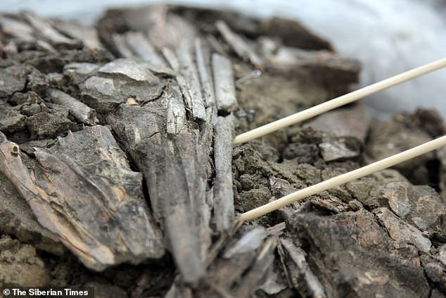 Số mỏ diệc hoặc sếu trên được cho là một phần của trang phục nghi lễ.