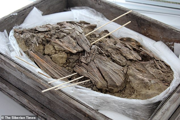 Nhà nghiên cứu Kobeleva cho hay, hàng chục chiếc mỏ trên được bố trí ở phía sau hộp sọ, dọc theo cổ giống như một chiếc cổ áo đặc biệt để bảo vệ chủ nhân khi sang thế giới bên kia.