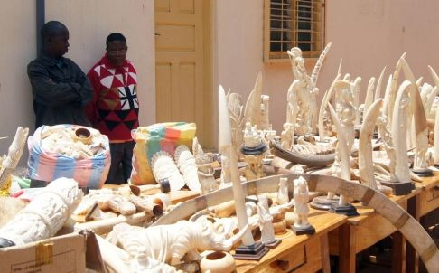 Tổ chức bảo vệ động vật hoang dã cho hay kể từ năm 1970 đến khi bị bắt, ông trùm Emile N’Bouke và các đồng phạm đã giết hại khoảng 10.000 con voi để lấy ngà rồi đem bán ở các thị trường châu Á và Vùng Vịnh.