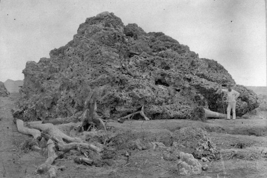 Theo ước tính, khoảng 37.000 người thiệt mạng trong thảm họa kinh hoàng trên.