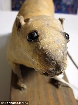 Kế đến, người ta nhét chất nổ vào đầy bụng con chuột. Để những con chuột này phát huy tác dụng, chúng phải được ném vào các khu vực có nồi hơi như trong các nhà máy vũ khí, tàu thuyền quân sự..