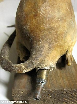 Để thực hiện kế hoạch này, Anh đã bắt khoảng 100 con chuột và giết chúng.