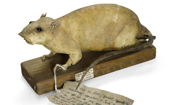 Mục đích của Anh là phá hủy những nhà máy, mục tiêu quan trọng của phát xít Đức.