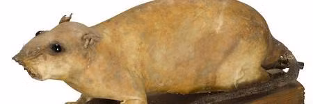 Do vậy, lính Đức quốc xã tìm mọi cách truy quét, tìm ra những con chuột mang bom của Anh để tránh gặp tai họa. Video: Tiếp tục truy tìm tội phạm chiến tranh thời phát xít Đức (nguồn: VTC14)