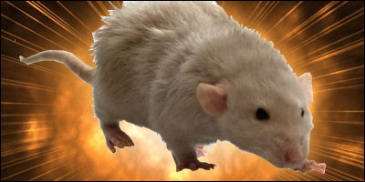 Tuy nhiên, kế hoạch táo bạo trên của Anh sớm thất bại khi lô chuột chết mang thuốc nổ bên trong bị Đức quốc xã phát hiện và tịch thu trước khi chúng được đem bố trí ở các mục tiêu.