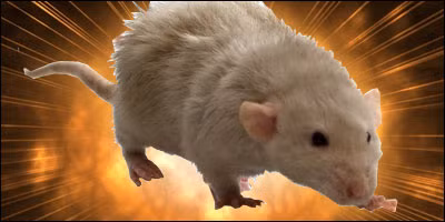 Tuy nhiên, kế hoạch táo bạo trên của Anh sớm thất bại khi lô chuột chết mang thuốc nổ bên trong bị Đức quốc xã phát hiện và tịch thu trước khi chúng được đem bố trí ở các mục tiêu.