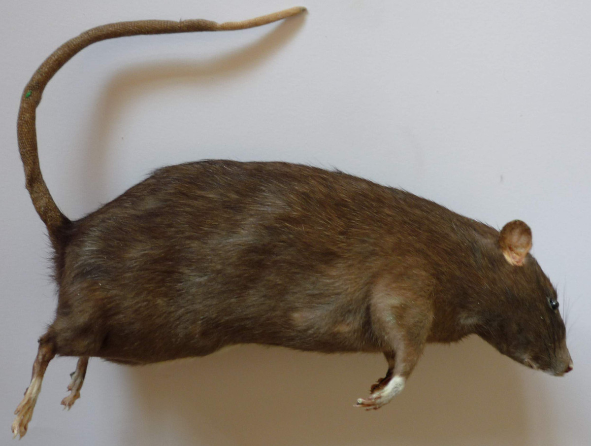 Theo đó, một vụ nổ lớn sẽ xảy ra và gây thiệt hại lớn về người và tài sản đối với Đức quốc xã.