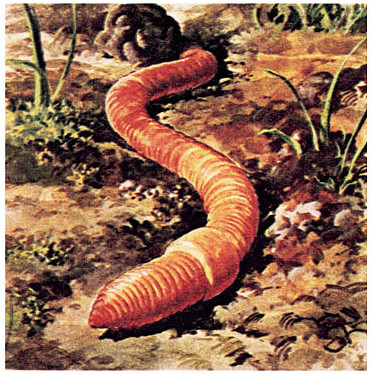 Theo một số tài liệu, sâu tử thần Mông Cổ đã giết chết hàng trăm người trong thế kỷ 19.