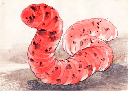 Đặc biệt, sâu tử thần Mông Cổ mang trong mình luồng điện siêu mạnh.