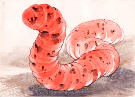 Đặc biệt, sâu tử thần Mông Cổ mang trong mình luồng điện siêu mạnh.