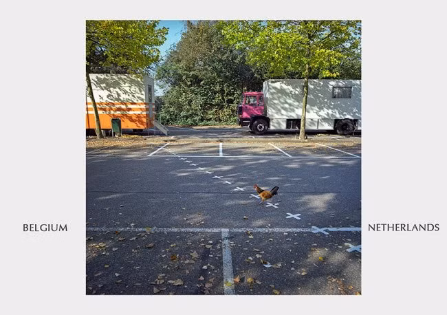 Chú gà vượt biên từ Hà Lan sang Bỉ.