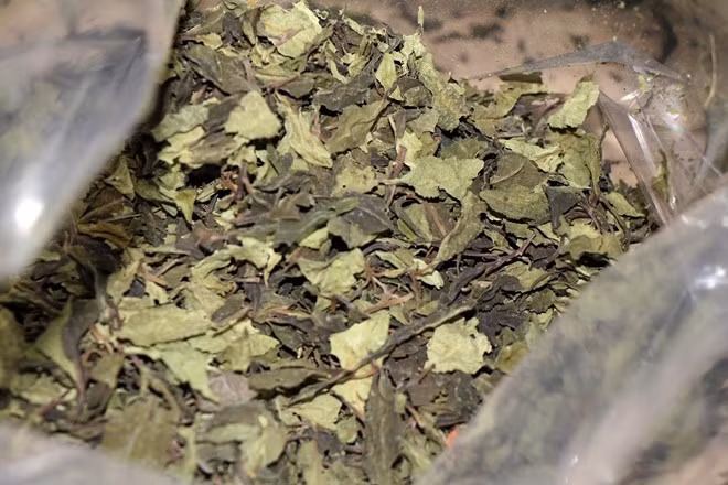 Cục cảnh sát điều tra tội phạm về ma túy cho biết, “lá Khat” tạo ảo giác và gây ung thư. Nếu sử dụng nhiều, dân chơi có thể quên cảm giác đói.