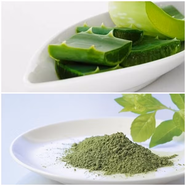 Trà lô hội. Trà nha đam có tác dụng thanh lọc cơ thể và tăng cường hệ thống miễn dịch hiệu quả. Đặc biệt tốt trong việc giảm các tổn thương do hút thuốc lá và tác động của khói thuốc lá. Nếu bạn hút thuốc trong một thời gian dài thì trà lô hội là lựa chọn thay thế tốt nhất.