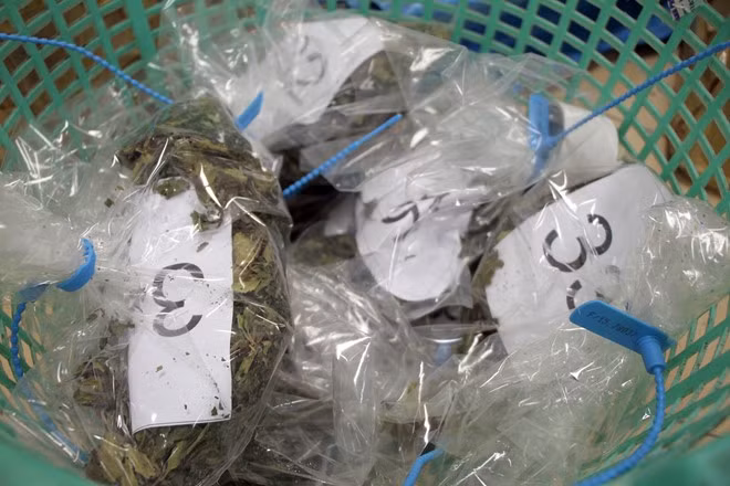 Theo kết quả phân tích, "lá Khat" có thành phấn Cathinone - chất ma túy cực độc tuyệt đối cấm sử dụng. Do loại ma túy thảo mộc này chưa được quy định trong luật nên cơ quan công an đang xin ý kiến cấp trên để xử lý.