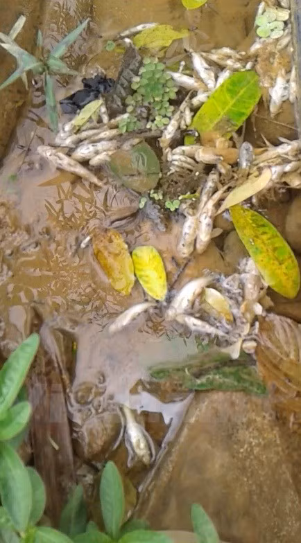 Cá chết dày đặc trên mặt suối Màn (Ảnh: Người dân cung cấp)