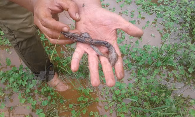 Lươn khe cũng không thoát khỏi cái chết. (Ảnh: Võ Phương/Vietnam+) 