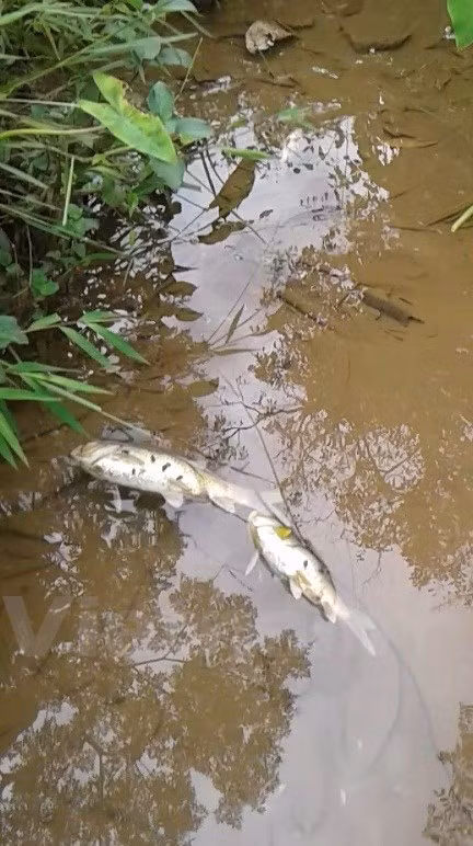 Theo anh Bùi Văn Thủy, một người dân xã Yên Lập, cá chết rất nhanh và trải dài theo dọc vài kilômét suối xuống tận hạ nguồn đổ ra sông Đà. (Ảnh: Người dân cung cấp)