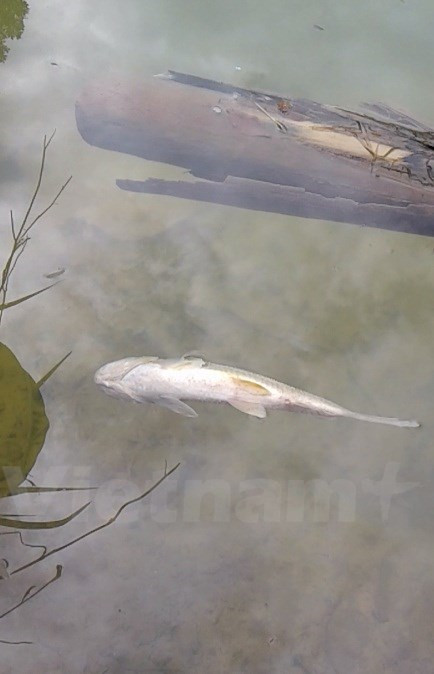 Bắt đầu từ ngày 4/7, cá, tôm các ao, suối dọc thượng nguồn suối Màn, xã Yên Lập, huyện Cao Phong, Hòa Bình bỗng nhiên nổi trắng mặt nước. (Ảnh: Người dân cung cấp)