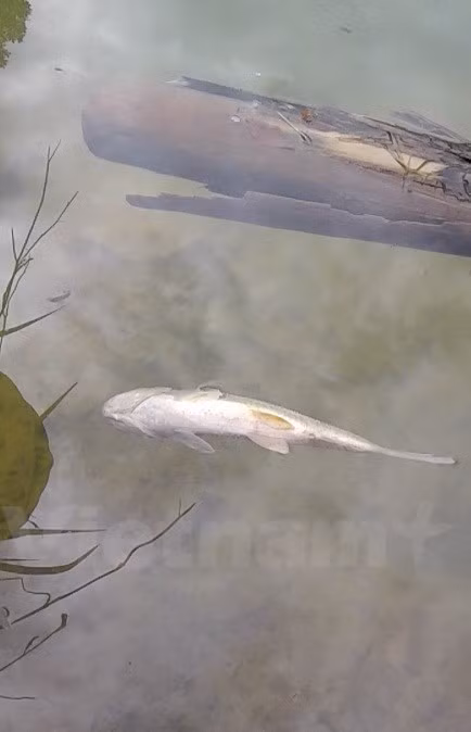 Bắt đầu từ ngày 4/7, cá, tôm các ao, suối dọc thượng nguồn suối Màn, xã Yên Lập, huyện Cao Phong, Hòa Bình bỗng nhiên nổi trắng mặt nước. (Ảnh: Người dân cung cấp)